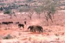 Elephants duting themselves, Treetops Hotel